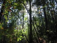 Forest.jpg