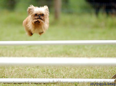 A picture named fluffy4.jpg