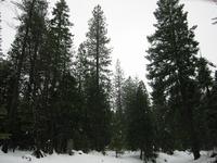 Trees in the snow