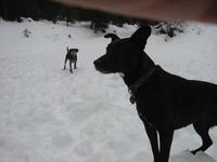 Tovn and Bash in the snow