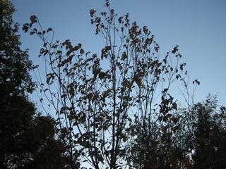 IMG_2536.sized.jpg