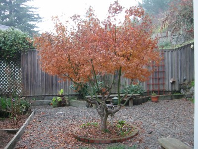 fall-maple.jpg