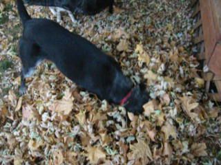 Dogs in leaves