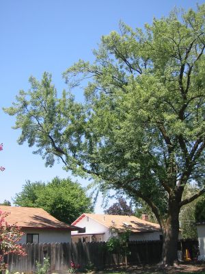 maple-after.jpg