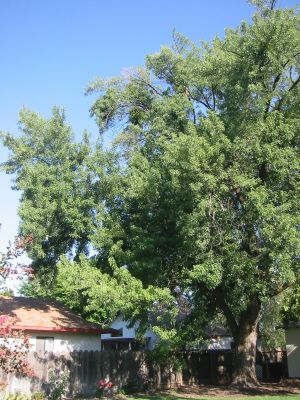 maple-before.jpg