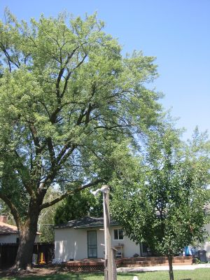 maple2-after.jpg
