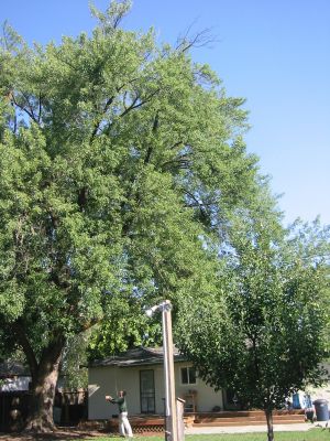 maple2-before.jpg