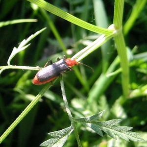 a bug